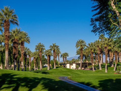 Palm trees at a golf Resort in Palm Springs