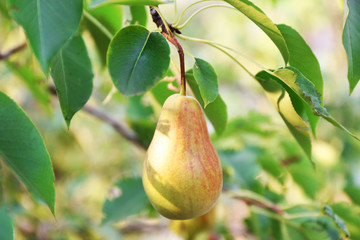 Fresh ripe pear in the garden tree