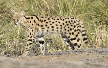 Africa, Tanzania Serengeti National Park, Serval cat