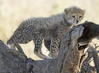 Africa, Tanzania Serengeti National Park,  cheetah cub.