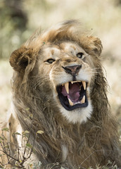 Africa, Tanzania Serengeti National Park,  male lion