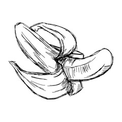 illustration vector doodle hand drawn of sketch banana isolated.