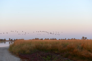 Obraz na płótnie Canvas Flock of birds flying over a field on sunrise