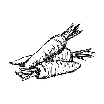 illustration vector doodle hand drawn of sketch carrot isolated.