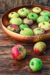 autumn harvest of apples