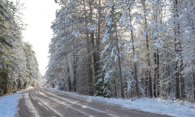 Snow covered tall pines, forests along rural roads.  Bright sunny, frosty winter morning finds tall pine forests lightly covered in fresh fallen snow.