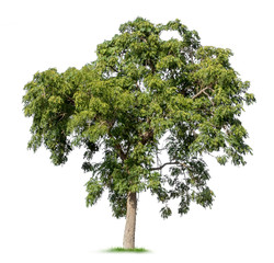 Fototapeta premium Isolated tree on white background