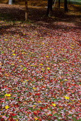 Obraz premium 一面の赤い落ち葉