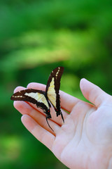 Colorful butterfly in female hand, close-up