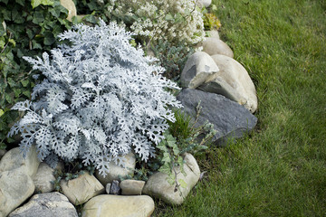 Decorative perennial flowers for landscape design