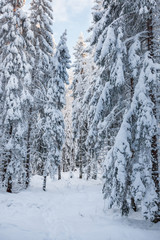 Glade in the coniferous forest with snow in the winter