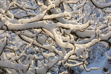 Branches with snow in the woods