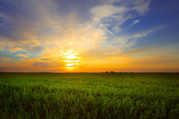 green field on a background of a beautiful sunset.