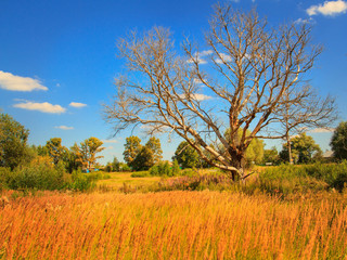 Fototapeta premium dry tree on a sunny meadow.