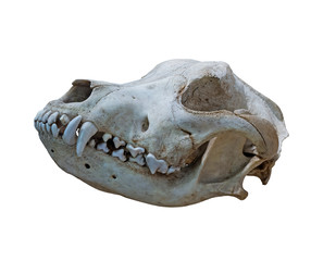 The  Ancient skull dog on a white background