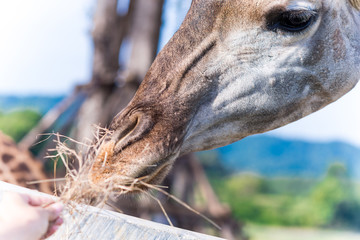 Close up shot of giraffe head