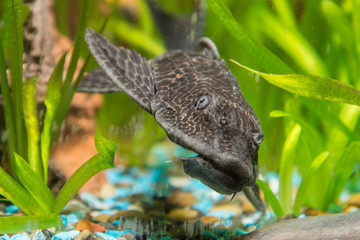 Antsitrus fish head closeup