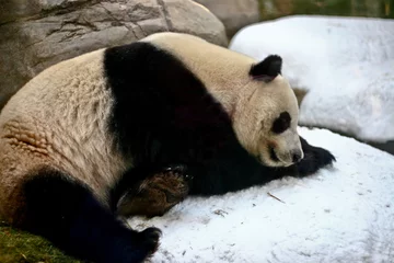 Rideaux velours Panda Panda géant