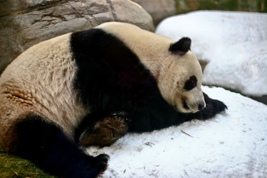 Fototapeta Giant panda
