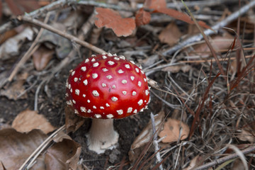 fly agaric