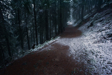 Misty twilight in the forest