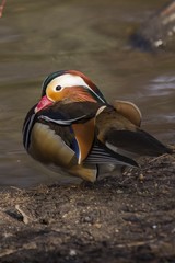 Mandarin Duck (Aix galericulata)