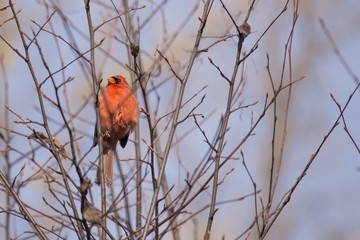 Northern Cardinal (Cardinalis cardinalis)