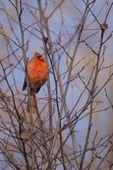 Northern Cardinal (Cardinalis cardinalis)