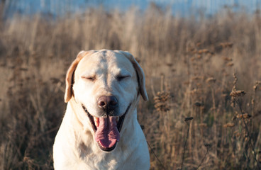 Yawning labrador dog