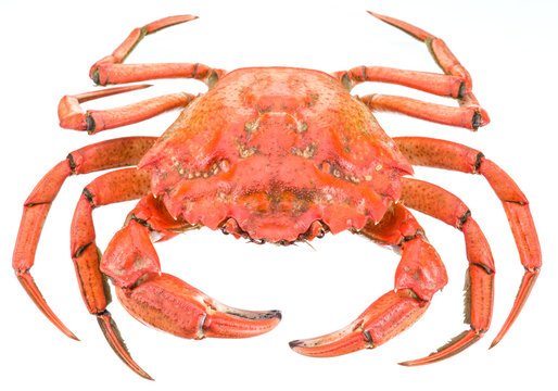 Cooked crab. File contains clipping paths.