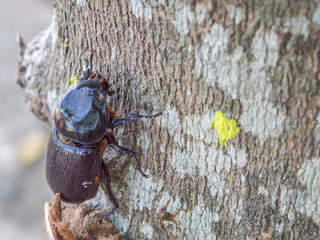 Macro Beetle,Rhinoceros beetle, Rhino beetle, Hercules beetle, Unicorn beetle, Horn beetle (Dynastinae).Black of Dynastinae females Perched on a tree form natural.
