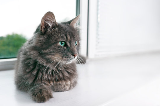 Beautiful grey cat lying on window board, close up