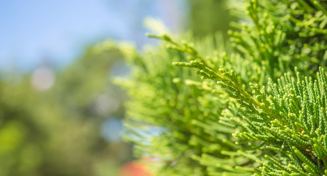 Brightly green leaves of a fur-tree or pine on blur background.