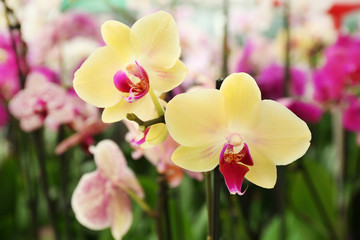 Fototapeta na wymiar Orchid Flowers for sale at flower market. Indoor.