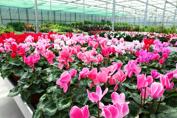 Huge greenhouse with lot of flowers and plants for sale