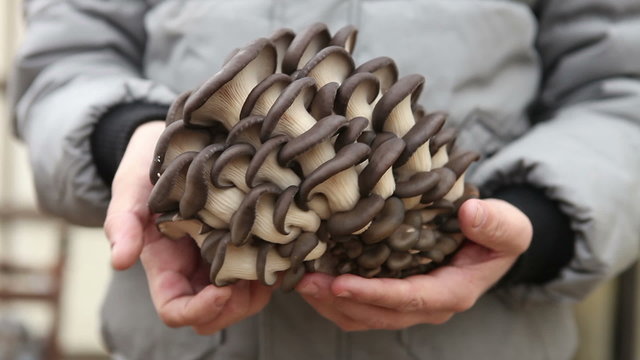 man holding a large oyster mushrooms