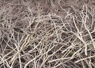 Pile of tree branches composition as a background texture