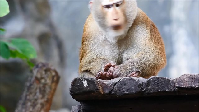 Southern pig tailed macaque