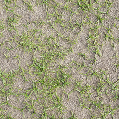 green grass and dry grass on the ground