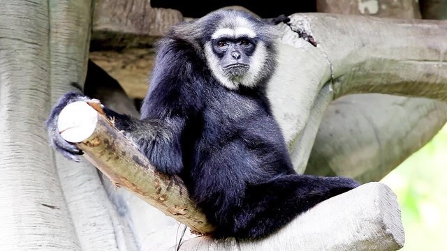 Northern white cheeked gibbon
