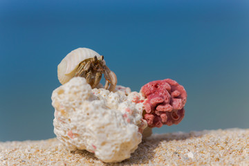 南国のビーチとヤドカリ