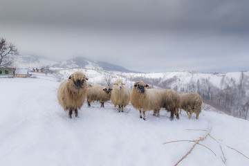 Flock of sheep in the mountains, in winter