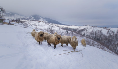 Naklejka premium Flock of sheep in the mountains, in winter