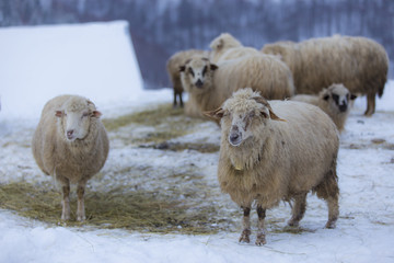 Flock of sheep in the mountains, in winter