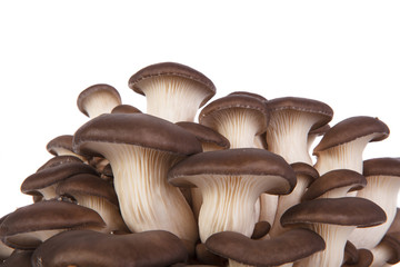 fresh oyster mushrooms on a white background.