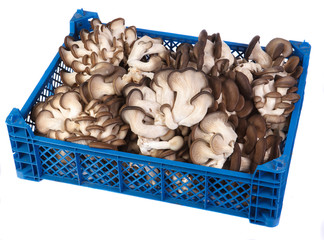 oyster mushrooms in a plastic box