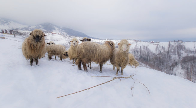 Flock of sheep in the mountains, in winter
