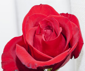 Red Rose over white