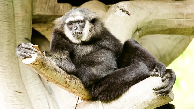 Northern white cheeked gibbon

