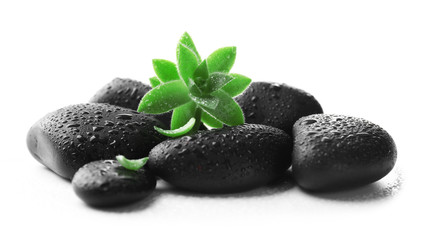 Fototapeta na wymiar Stack of wet stones and a green flower, isolated on white. Spa relaxation concept